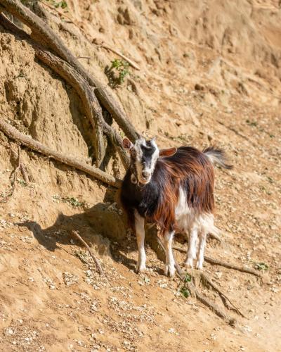 a goat standing on the side of a dirt road at YUTA with pool- Alpaca Country House in Montecastello