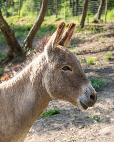 a close up of a brown donkey in a field at YUTA with pool- Alpaca Country House in Montecastello