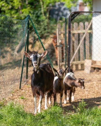 three goats standing in front of a fence at YUTA with pool- Alpaca Country House in Montecastello