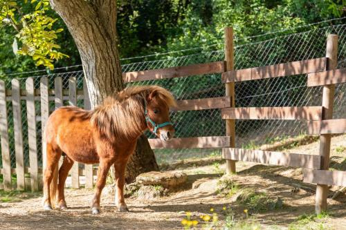 a small brown pony standing next to a fence at YUTA with pool- Alpaca Country House in Montecastello