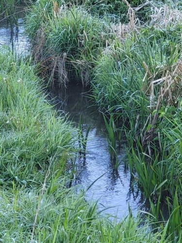 a stream in the middle of a field of grass at Ferienwohnung für 5 Personen in Breitenthal Nähe Idar-Oberstein in Breitenthal