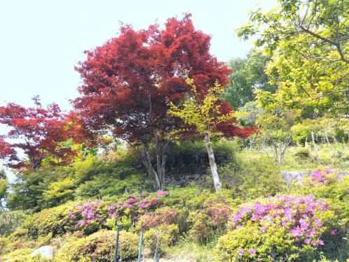 a tree in the middle of a garden with flowers at BANRYU 萬龍 バンリュウ in Iida