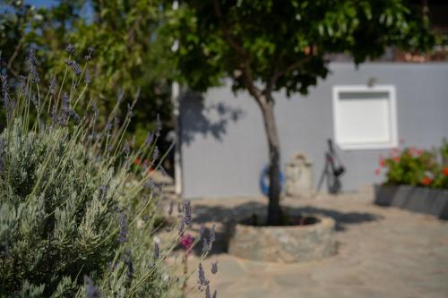 a tree in a pot in front of a building at Villa PAPADATES ARTEMIS in Barbaliáki