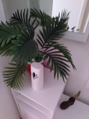 a plant sitting on top of a white shelf at Apartman Mira in Požarevac