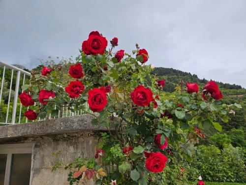 Κήπος έξω από το Villa Valeriana