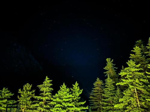 a row of green trees in front of a night sky at Byway, Kasol in Manīkaran