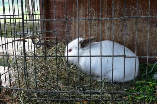 a white rabbit is sitting in a cage at Pensiunea Maramu in Breb
