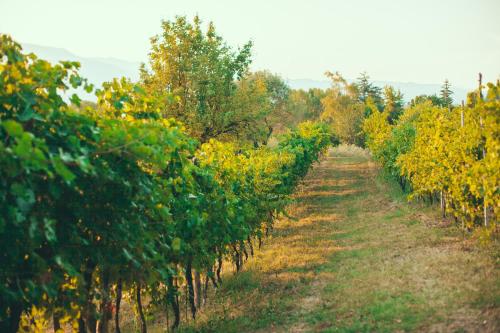 a row of orange trees in an orchard at Asolo Norah's Hill Agri Rooms in Caenere