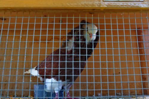 a bird sitting in a cage in a cage at Pensiunea Maramu in Breb