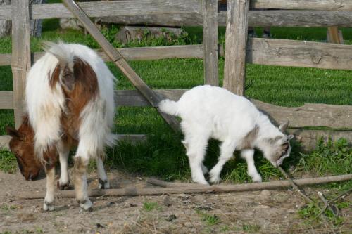 a goat and a cat standing next to a fence at Pensiunea Maramu in Breb