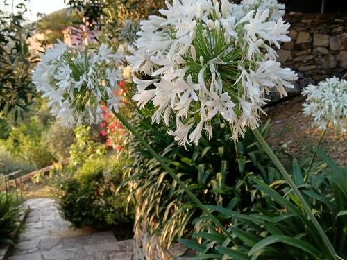 Giardino di Villa Albachiara