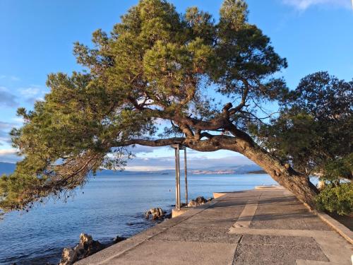 a tree on a sidewalk next to the water at Apartman Ivona in Malinska