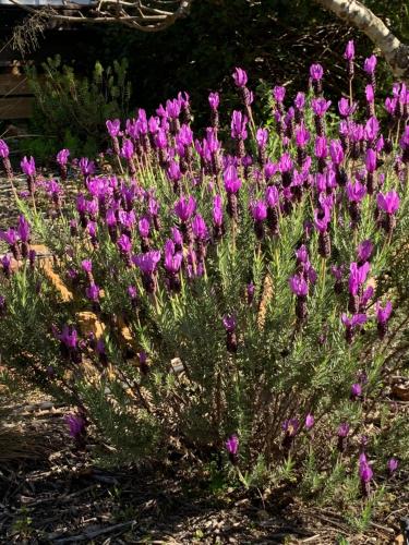 a bunch of purple flowers in a garden at Beautiful country home immersed in pine nut farm in São Teotónio