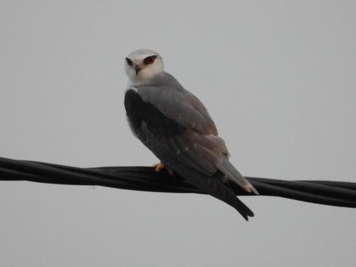 a bird perched on top of a wire at Gitanjali Forest Retreat in Bāghmundi