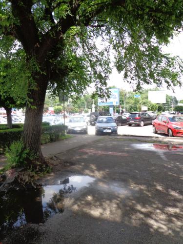 a puddle of water next to a street with a tree at Targu Jiu Central Apartment - Free Parking & Self Check-In in Târgu Jiu