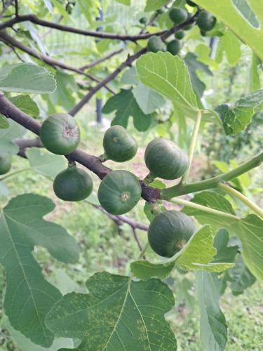 a bunch of green fruits on a tree branch at Kuca za odmor Amber in Bihać