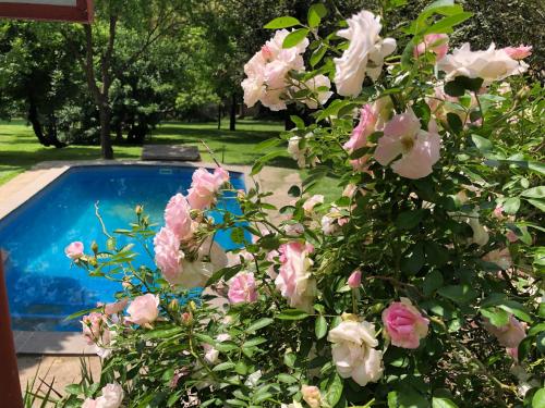 a bush with pink flowers next to a swimming pool at Hills and Dales Accommodation in Lanseria