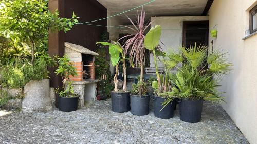 a group of potted plants sitting outside of a building at Casa de Casarelhos - "Gerês" - Estúdio piso 0 - Apartamento Piso 1 in Geres