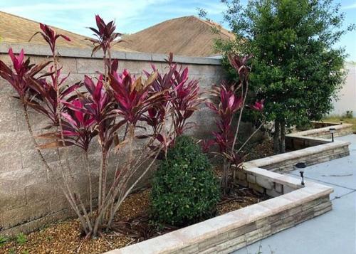 a garden with pink plants next to a wall at 2474 Z3a VILLAGE OF ST JAMES by REMAX Premier in The Villages