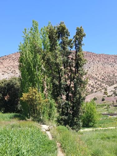 a group of trees on a grassy hill at KASBAH Atlas-Aberdouz in Aït Hattab