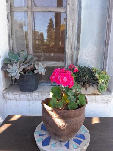 a potted plant sitting on a table in front of a window at Monoambiente Golondrina in Capilla del Monte