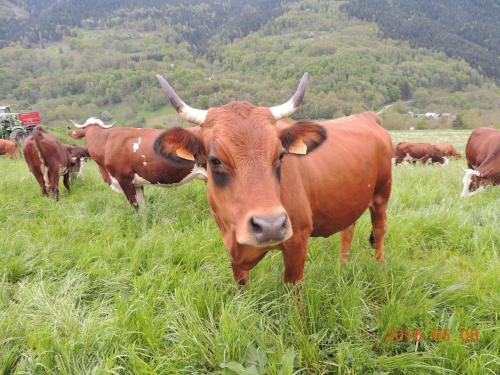 a herd of cows standing in a field of grass at Gîte Les Grands Champs in Bellentre