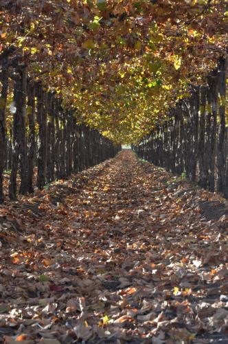 a row of trees with leaves on a road at Inca Hoteles in Los Andes