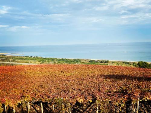 a large field of red plants with the ocean in the background at Villa Mirella in Villalfonsina