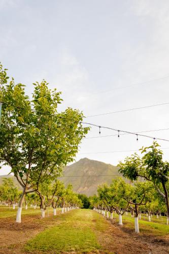 a row of trees with a mountain in the background at GreenField Resort in Yeghegnadzor
