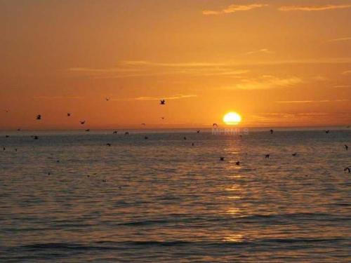 a group of birds in the ocean at sunset at Crescent Arms Condominiums in Siesta Key