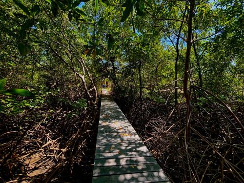 a path in the middle of a forest with trees at Casa Igarapé Atins in Atins