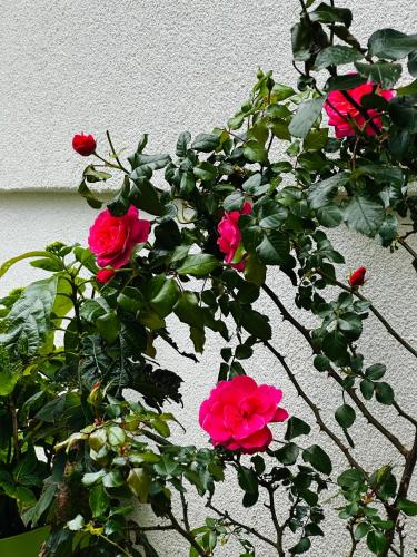 a plant with red roses growing against a wall at MorePlanina in Sutomore