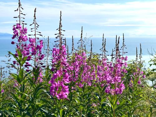 a field of purple flowers with the ocean in the background at Paradise Suites Eagles Nest in Homer