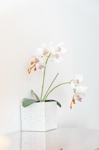 a white plant in a white pot on a table at Casa Lapa Roja in Playa Hermosa