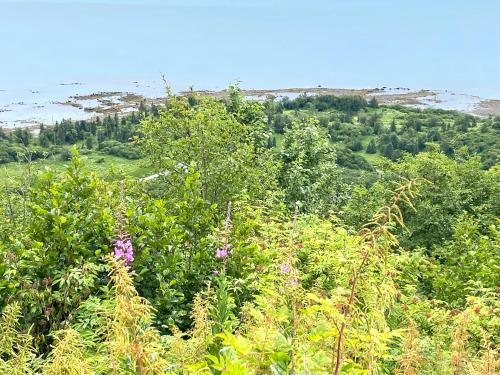a group of trees with pink flowers on a hill at Paradise Suites Eagles Nest in Homer