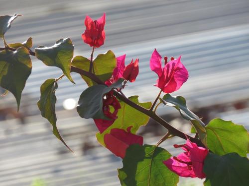 a group of pink flowers on a plant at Posada J&J Forbes - 2 in San Andrés