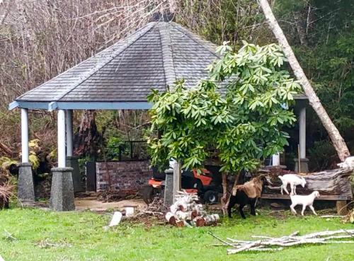 Tiere im Bed & Breakfast oder in der Nähe