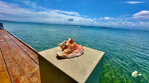a shell is sitting on the edge of a pier near the water at CoralBay Bungalows Solarte in Solarte