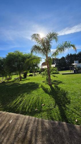 a palm tree in the middle of a grass field at Don Jacinto Dayman Salto in Termas del Daymán