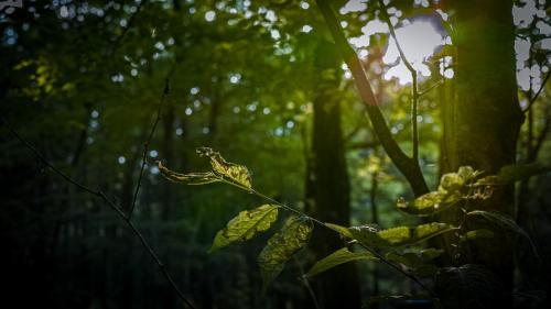 a plant with green leaves in a forest at Nold forest house 那須高原の森の中で心地よく暮らす宿 in Nasu