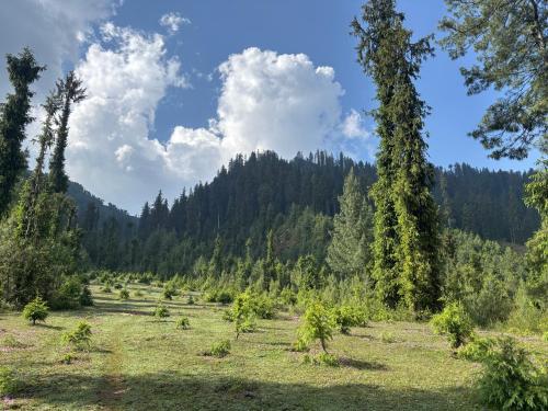a field with trees and a mountain in the background at Apple Land by Naavagat in Jibhi