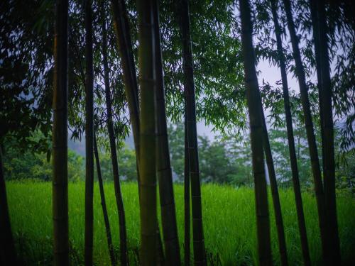 a group of trees in a field of grass at Zhangjiajie Ldyllic Pondside Timber Lodge in Zhangjiajie