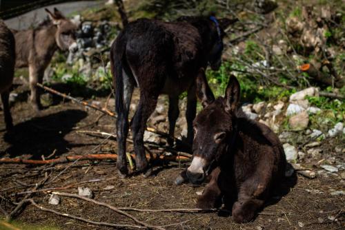 a donkey laying on the ground with another animal in the background at Turistična kmetija Grabnar in Bled