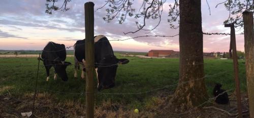two cows are standing behind a barbed wire fence at Logis Hotel La Grange Du Relais in Colombey-les-deux-Églises