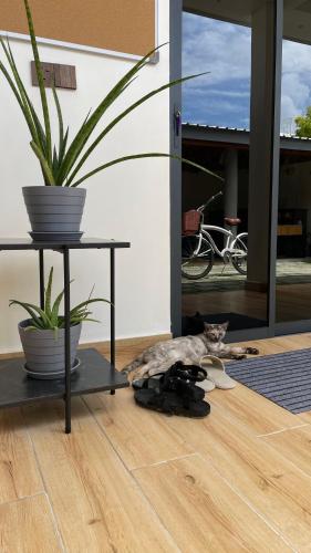 a cat laying on the floor next to a table at Grande Maldives Inn in Himmafushi