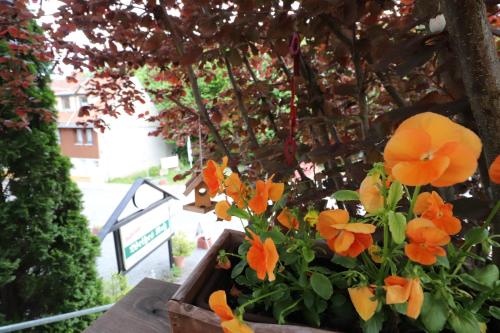 a wooden box with orange flowers in it at Hotel Weißes Roß in Altenbrak