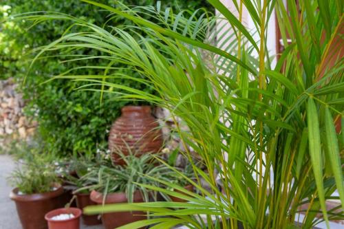 a group of potted plants in a garden at Enetiko Apartments in Chios