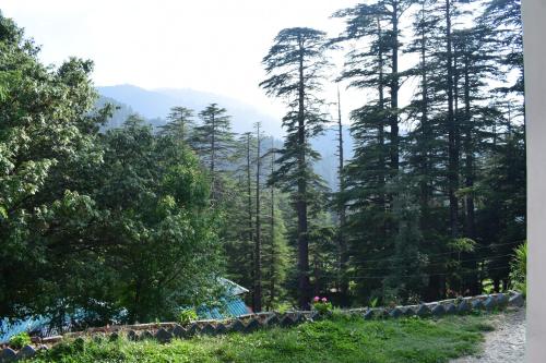 a forest filled with trees next to a dirt road at Green valley homestay in Khajjiar 