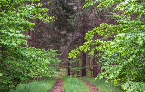 a dirt road in a forest with trees at 3 Bedroom Beautiful Home In Jämshög in Jämshög