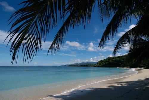 a beach with a palm tree and the ocean at Laluna Boutique Hotel & Villas in Saint Georgeʼs